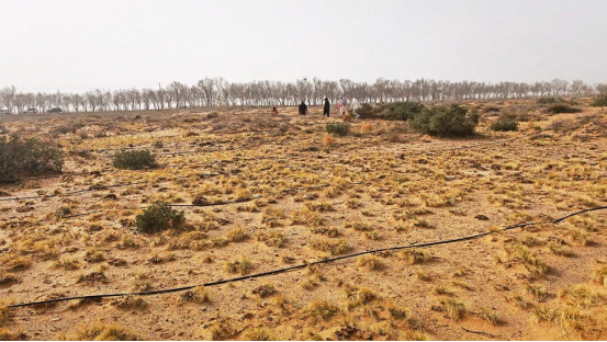 《无尽的拉格朗日》四年坚守初心，在荒漠植下五万株绿色希望！