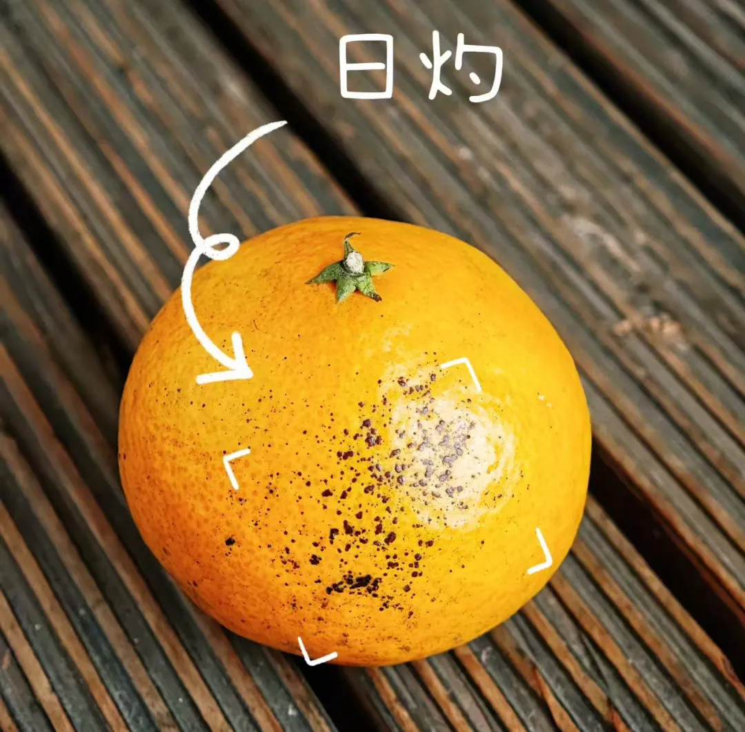 以武会友，以爱助农：《永劫无间》手游玩家的江湖在桔园